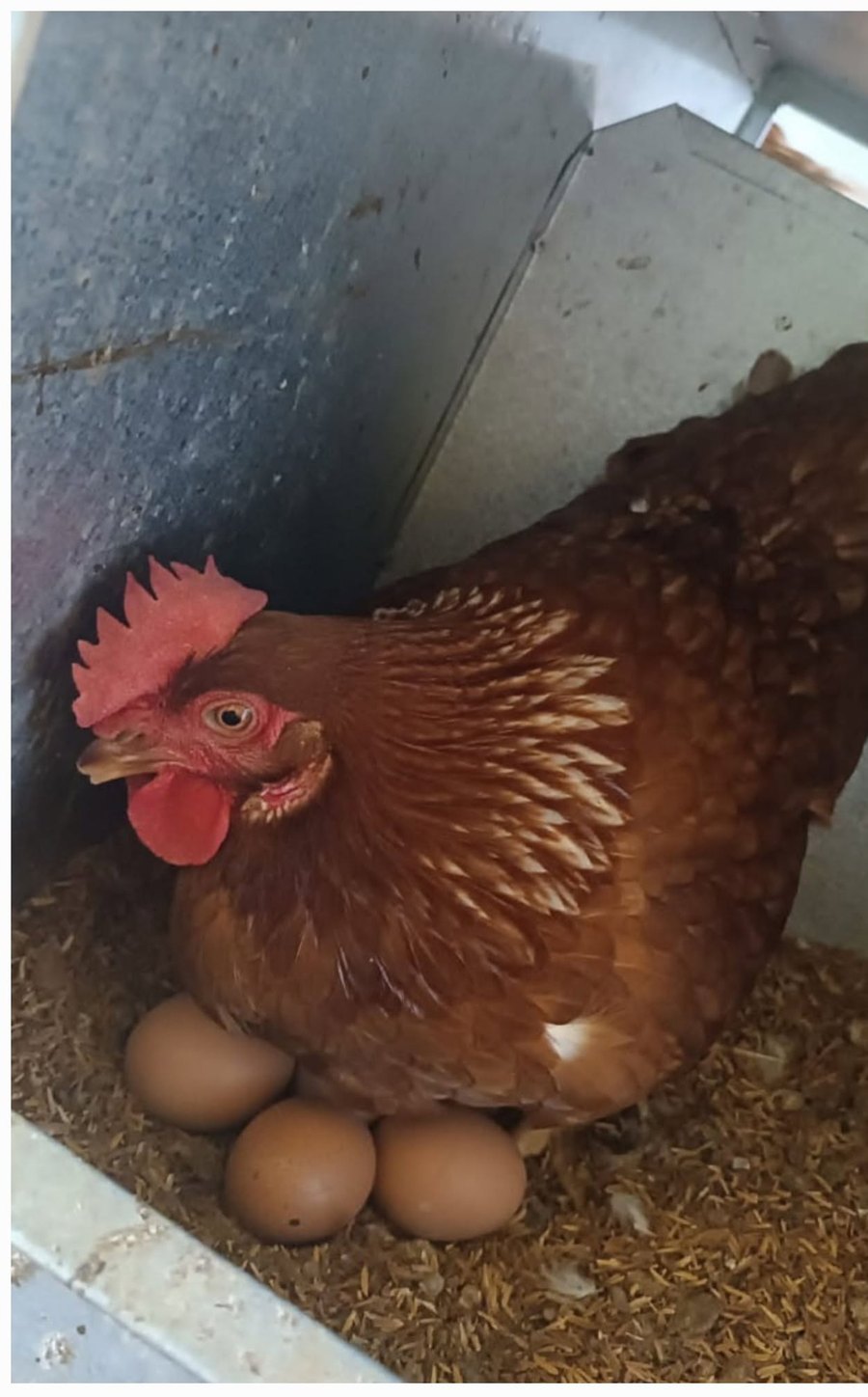 Gallina ponedora sobre sus huevos en el nidal de la granja