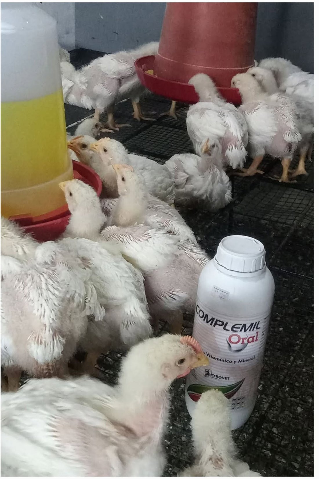 Pollitos de un día en el galpón de cría, con bebederos y comederos